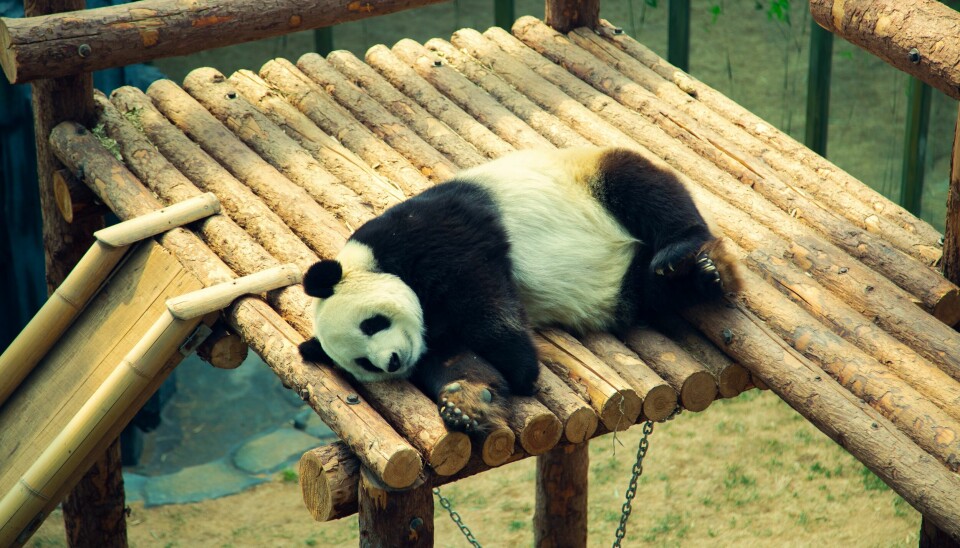 Den kinesiske pandaen sover...